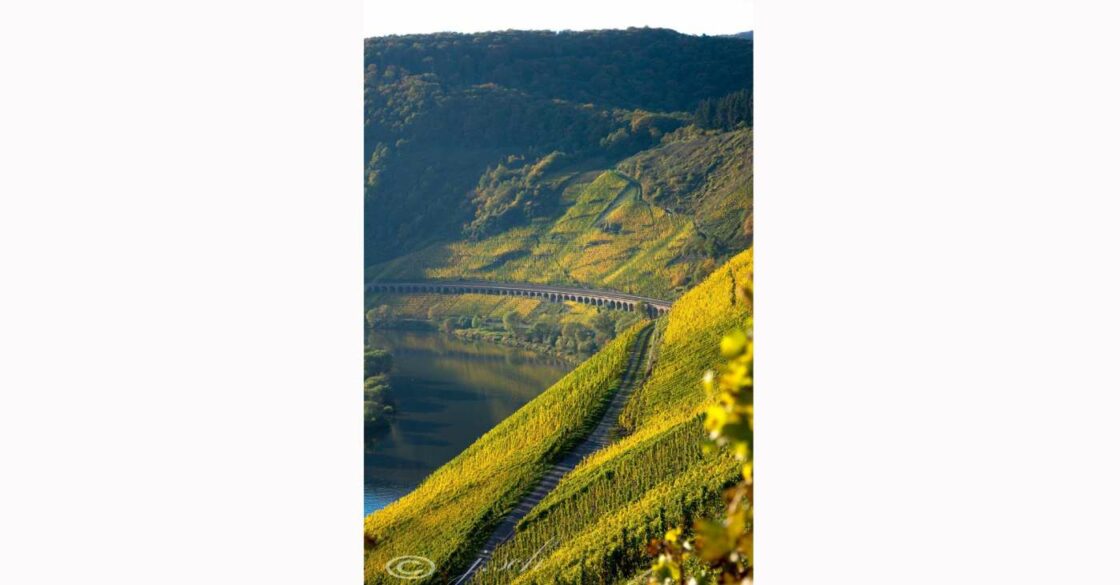 Grüne Weinberge in Pünderich mit Blick auf die Mosel und Wald.