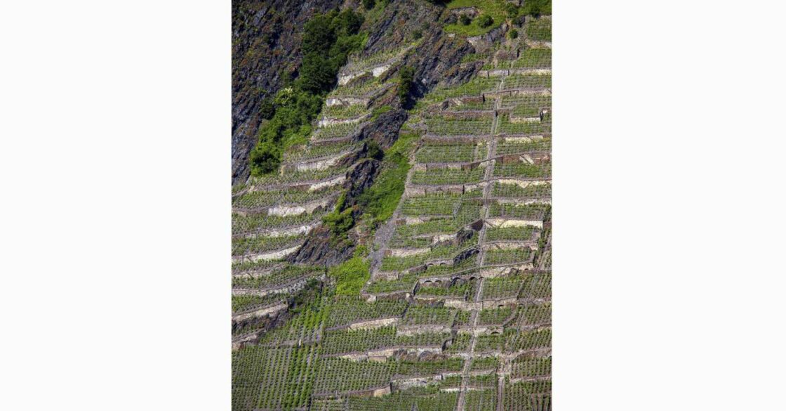 Weinbergterrassen im Winninger Uhlen, wirken wie Weinbergrtreppen.