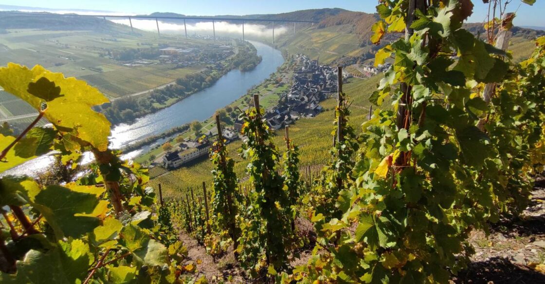 Der Blick vom Weinberg Wingert über Ürzig und die Mosel.